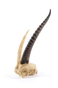 Image description is not available for 1997.1.52